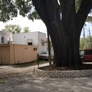 Greenwise Tree Services - Jacksonville, FL. Large oak after