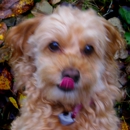 Country Care Veterinary & Acupuncture - Veterinary Clinics & Hospitals