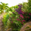 Firefly Landscape Contractors gallery