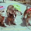 Mt. Yonah Animal Hospital gallery