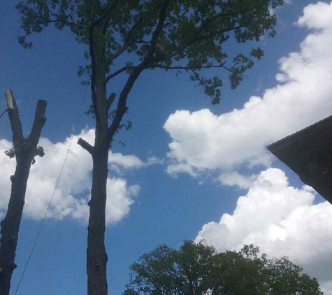 The Champion Tree Care - Pulaski, TN. Both tree were cut completely down.