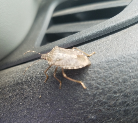 Insight Pest Control - Salem - Salem, OR. Brown Marmorated stink bug