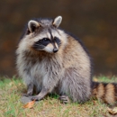 Tactical Wildlife Removal & Restoration - Pest Control Services