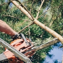 Alliance Professional Tree Services - Tree Service