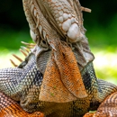 Freedom Wildlife - Pest Control Services