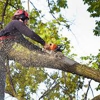 Loud's Tree Service gallery