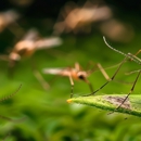 LM Professional Pest Control - Pest Control Equipment & Supplies