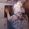 Firstchoice Bee Removal gallery