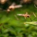 East Coast Pest Control - Pest Control Equipment & Supplies