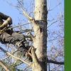 Camacho's Tree Service gallery