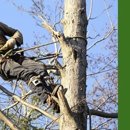 Camacho's Tree Service - Tree Service