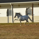 Coves Darden P.R.E Farm - Horse Breeders