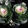 Stems Market gallery