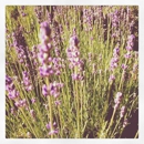 Bay Lavender Trading Company - Skin Care