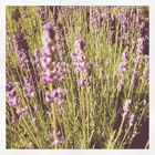 Bay Lavender Trading Co