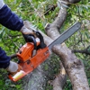 Liberty Tree Service gallery
