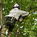 Lamb's Tree & Plant Healthcare - Tree Service
