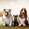 Glendale Animal Hospital gallery