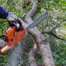 TLC Tree & Lawn Care - Tree Service
