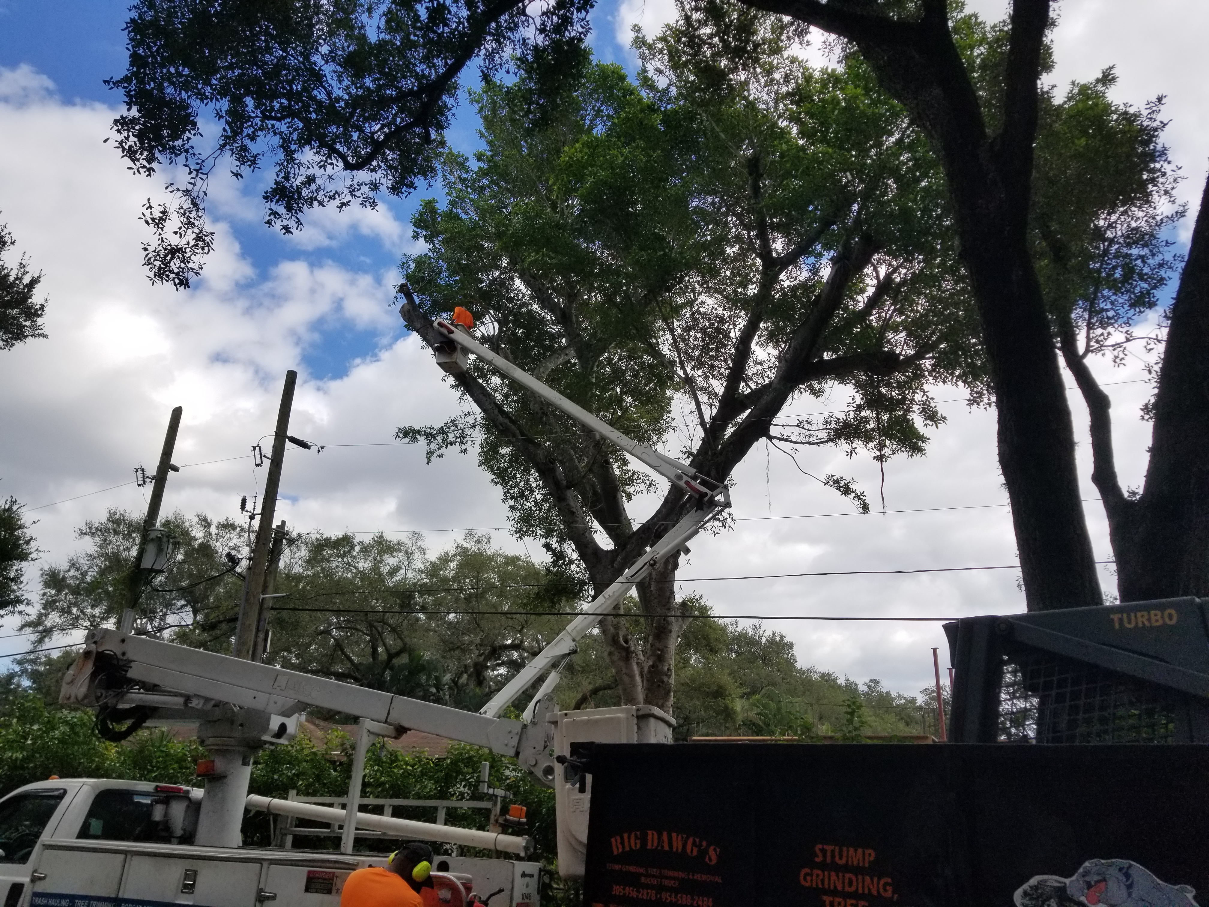 Stump Grinder, Removal, Grinding Lauderdale