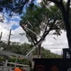 Big Dawg's Tree Service & Stump Grinding gallery