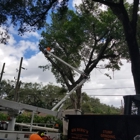 Big Dawg's Tree Service & Stump Grinding