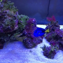 BUFFALO CORAL REEF - Pet Stores