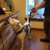 Canine Scent Inspections gallery
