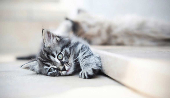 Mindful Pet Care - Beaconsfield, NSW