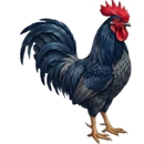 Red Rooster Web - Advertising Agencies