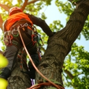 Premium Tree Service - Tree Service