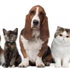 Your Family's Friend Pet Sitting Services