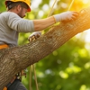 Joe's Complete Tree Service gallery