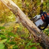 At The Top Tree Service Corp gallery