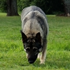 Regal Nature German Shepherds gallery