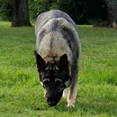 Regal Nature German Shepherds - Pet Breeders