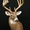 God's Country Taxidermy gallery