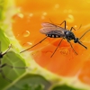 Be-Gone Pest Management gallery