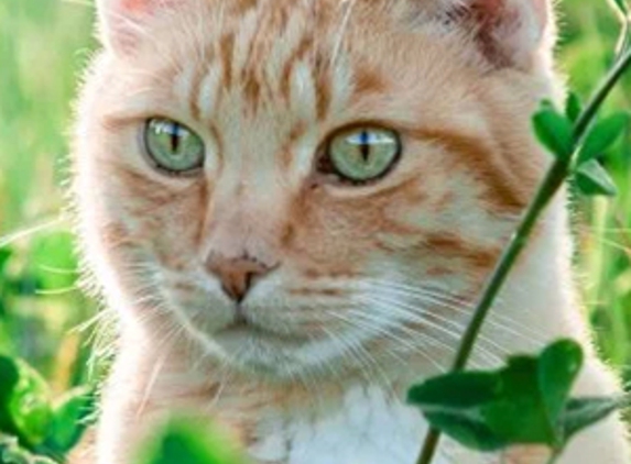 Warby Street Veterinary Hospital - Wangaratta, VIC