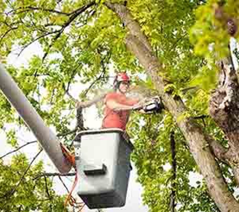 Capital City Tree Care