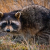 Agd Varmint Control gallery