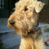 Leader of the Pack Dog Walking and Pet Sitting Service gallery