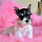 Hollywood Puppies Boutique and Salon