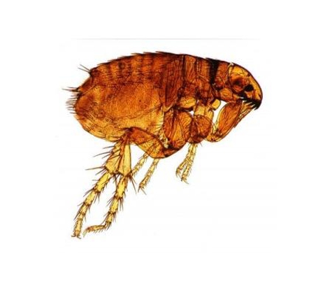 Rebel Pest - Newcastle, NSW