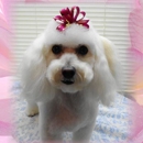 Chiodini's Praise Dogs - Pet Services