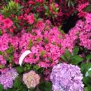 Russell's Garden Center - Garden Centers