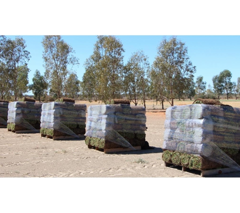 Sunraysia Evergreen Turf - Boeill Creek, NSW