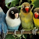 Pampered Parrot - Birds & Bird Supplies