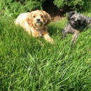 Generation Pets - Dog Training