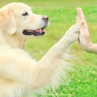 Canine Behavior Center